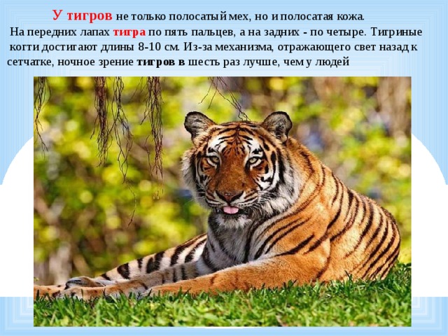       У тигров  не только полосатый мех, но и полосатая кожа.  На передних лапах тигра по пять пальцев, а на задних - по четыре. Тигриные  когти достигают длины 8-10 см. Из-за механизма, отражающего свет назад к сетчатке, ночное зрение тигров в шесть раз лучше, чем у людей 
