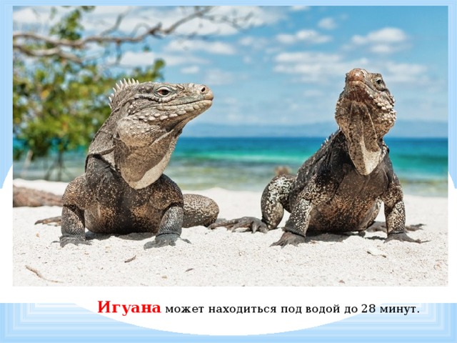           Игуана может находиться под водой до 28 минут.     . 