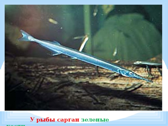             У рыбы сарган  зеленые кости . 