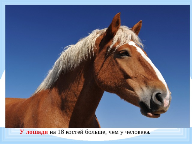                   У лошади на 18 костей больше, чем у человека. 