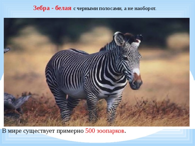   Зебра - белая  с черными полосами, а не наоборот.  В мире существует примерно 500 зоопарков . 