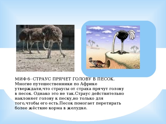 МИФ 6- СТРАУС ПРЯЧЕТ ГОЛОВУ В ПЕСОК. Многие путешественники по Африке утверждали,что страусы от страха прячут голову в песок. Однако это не так.Страус действительно наклоняет голову к песку,но только для того,чтобы его есть.Песок помогает перетирать более жёсткие корма в желудке. 