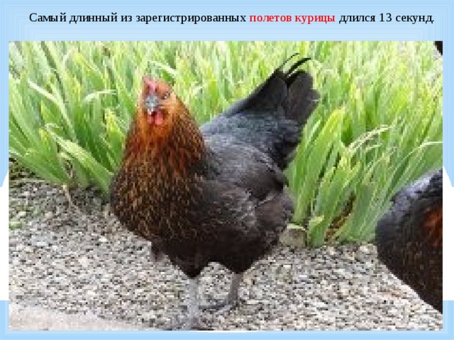  Самый длинный из зарегистрированных полетов курицы длился 13 секунд.  