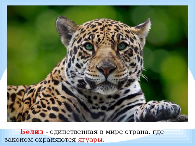            Белиз - единственная в мире страна, где законом охраняются ягуары. 