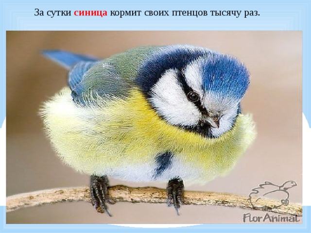  За сутки синица кормит своих птенцов тысячу раз. 