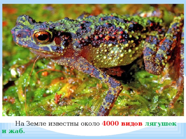  На Земле известны около 4000 видов лягушек и жаб. 