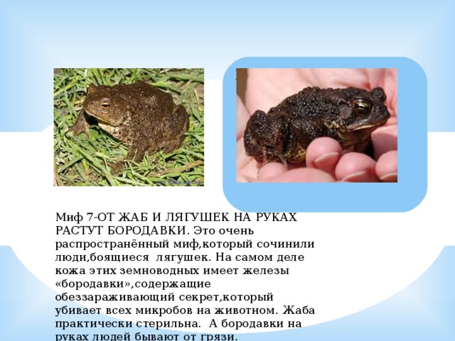 Миф 7-ОТ ЖАБ И ЛЯГУШЕК НА РУКАХ РАСТУТ БОРОДАВКИ. Это очень распространённый миф,который сочинили люди,боящиеся лягушек. На самом деле кожа этих земноводных имеет железы «бородавки»,содержащие обеззараживающий секрет,который убивает всех микробов на животном. Жаба практически стерильна. А бородавки на руках людей бывают от грязи. 