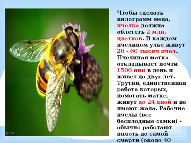 Чтобы сделать килограмм меда, пчелка должна облететь 2 млн. цветков . В каждом пчелином улье живут 20 - 60 тысяч пчел . Пчелиная матка откладывает почти 1500 яиц в день и живет до двух лет. Трутни, единственная работа которых, помогать матке, живут до 24 дней и не имеют жала. Рабочие пчелы (все бесплодные самки) - обычно работают вплоть до самой смерти (около 40 дней), собирая пыльцу и нектар. 