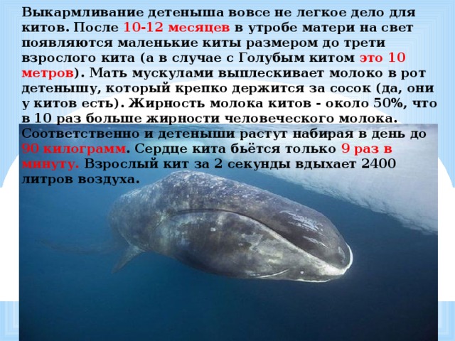 Выкармливание детеныша вовсе не легкое дело для китов. После 10-12 месяцев в утробе матери на свет появляются маленькие киты размером до трети взрослого кита (а в случае с Голубым китом это 10 метров ). Мать мускулами выплескивает молоко в рот детенышу, который крепко держится за сосок (да, они у китов есть). Жирность молока китов - около 50%, что в 10 раз больше жирности человеческого молока. Соответственно и детеныши растут набирая в день до 90 килограмм . Сердце кита бьётся только 9 раз в минуту. Взрослый  кит за 2 секунды вдыхает 2400 литров воздуха. 