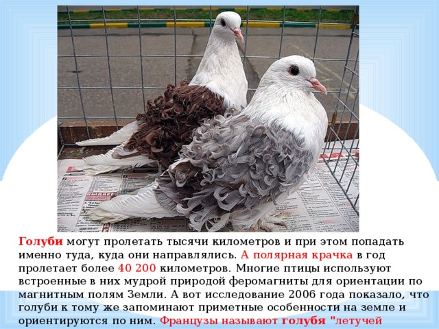 Голуби могут пролетать тысячи километров и при этом попадать именно туда, куда они направлялись. А полярная крачка в год пролетает более 40 200 километров. Многие птицы используют встроенные в них мудрой природой феромагниты для ориентации по магнитным полям Земли. А вот исследование 2006 года показало, что голуби к тому же запоминают приметные особенности на земле и ориентируются по ним. Французы называют голубя 
