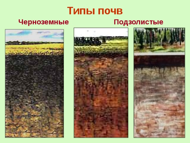 Типы почв Черноземные Подзолистые  