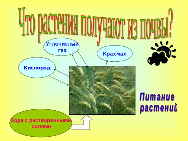  Углекислый  газ Крахмал Кислород Вода с растворенными  солями 