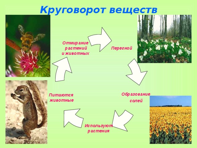 Круговорот веществ Перегной Отмирание  растений  и животных Образование  солей  Питаются  животные Используют  растения  
