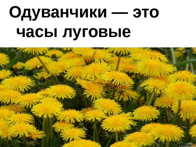 Одуванчики — это часы луговые  