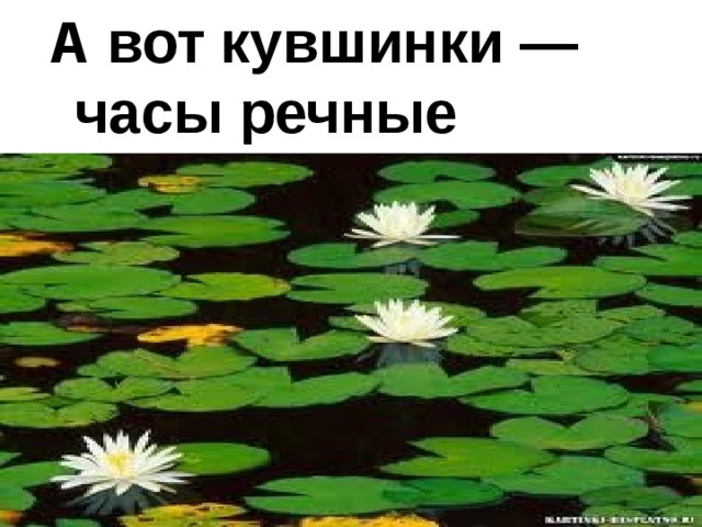 А вот кувшинки — часы речные 