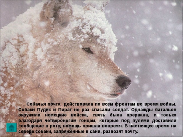  Собачья почта действовала по всем фронтам во время войны. Собаки Пудик и Пират не раз спасали солдат. Однажды батальон окружили немецкие войска, связь была прервана, и только благодаря четвероногим гонцам, которые под пулями доставили сообщение в роту, помощь пришла вовремя. В настоящее время на севере собаки, запряжённые в сани, развозят почту. 