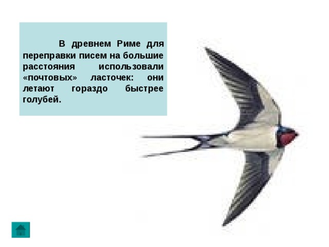  В древнем Риме для переправки писем на большие расстояния использовали «почтовых» ласточек: они летают гораздо быстрее голубей. 