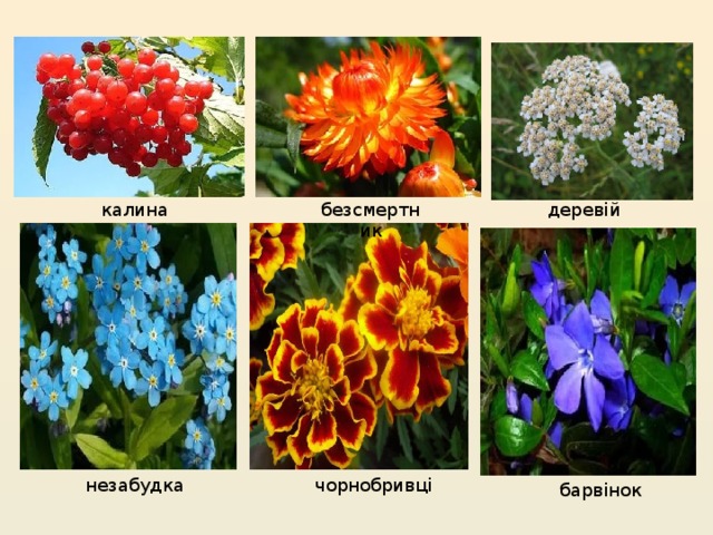 калина безсмертник деревій незабудка чорнобривці барвінок 
