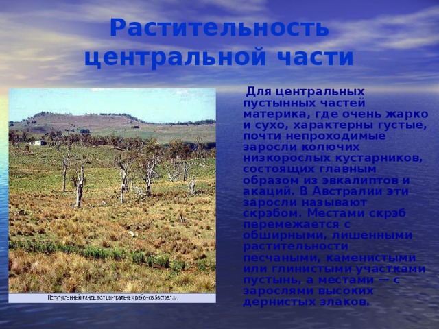 Растительность центральной части  Для центральных пустынных частей материка, где очень жарко и сухо, характерны густые, почти непроходимые заросли колючих низкорослых кустарников, состоящих главным образом из эвкалиптов и акаций. В Австралии эти заросли называют скрэбом. Местами скрэб перемежается с обширными, лишенными растительности песчаными, каменистыми или глинистыми участками пустынь, а местами — с зарослями высоких дернистых злаков.