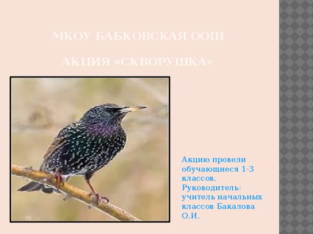 МКОУ Бабковская оош   Акция «Скворушка» Акцию провели обучающиеся 1-3 классов. Руководитель: учитель начальных классов Бакалова О.И.  
