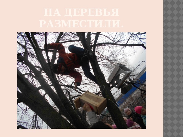 На деревья разместили. 