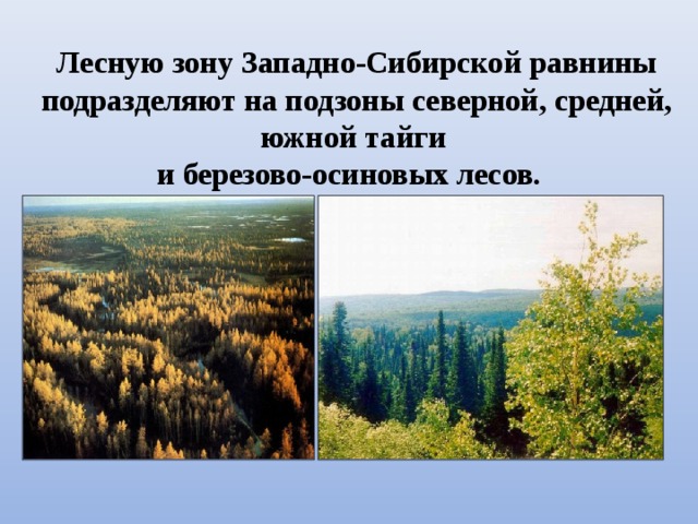 Лесную зону Западно-Сибирской равнины подразделяют на подзоны северной, средней, южной тайги и березово-осиновых лесов.