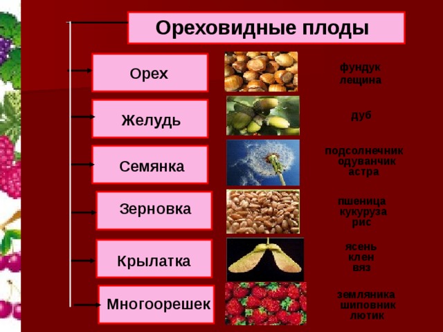 Ореховидные плоды фундук Орех лещина дуб Желудь подсолнечник одуванчик Семянка астра пшеница Зерновка кукуруза рис ясень клен Крылатка вяз земляника Многоорешек шиповник лютик 