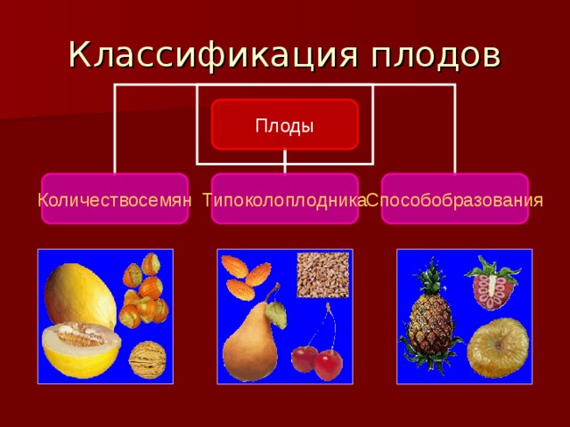 Плоды Количествосемян Типоколоплодника Способобразования 