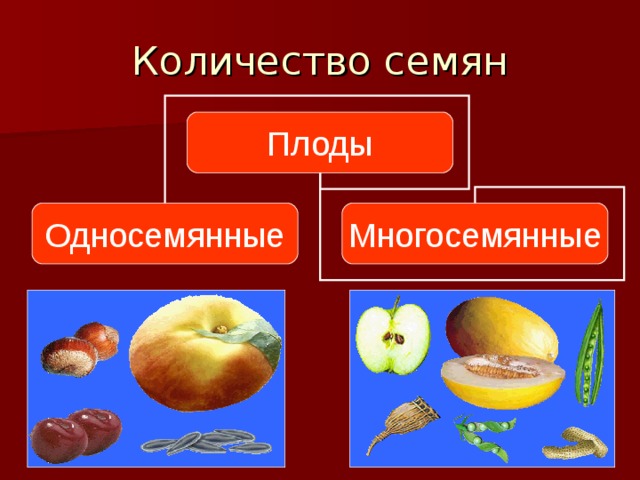 Плоды Односемянные Многосемянные 