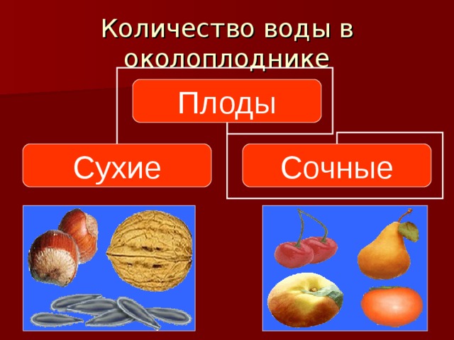 Количество воды в околоплоднике Плоды Сухие Сочные 