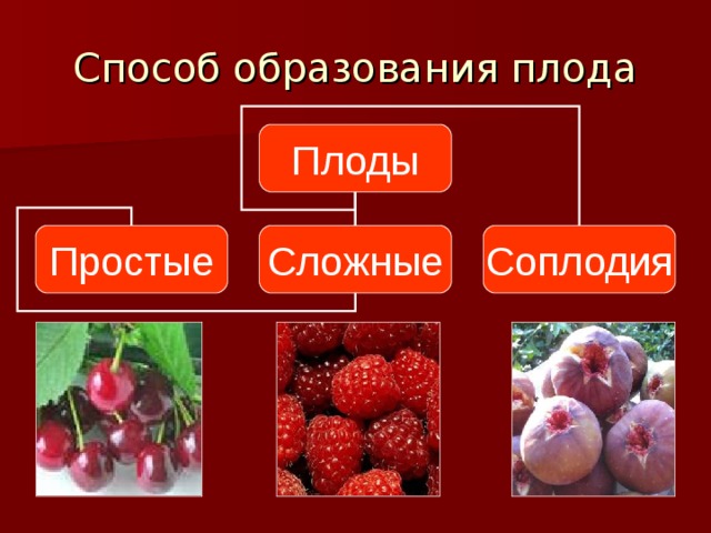 Способ образования плода Плоды Простые Сложные Соплодия 