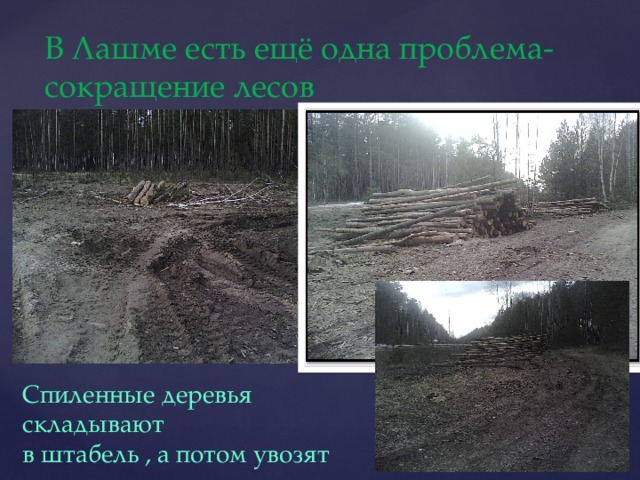 В Лашме есть ещё одна проблема- сокращение лесов Спиленные деревья складывают в штабель , а потом увозят 