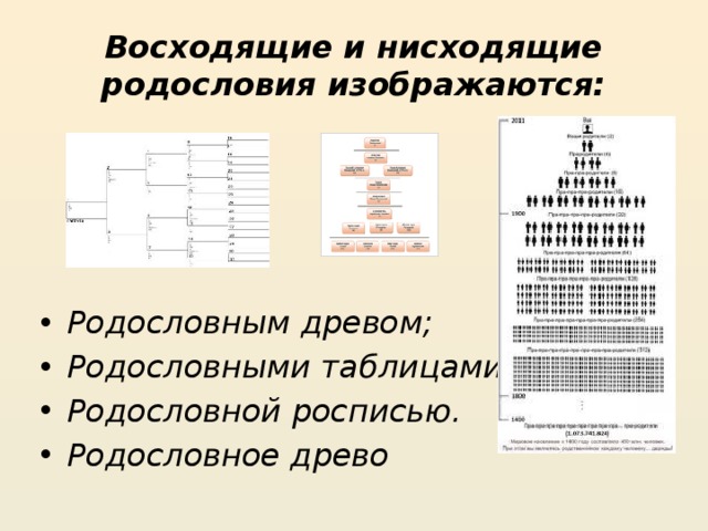 Восходящие и нисходящие родословия изображаются:   Родословным древом; Родословными таблицами; Родословной росписью. Родословное древо 
