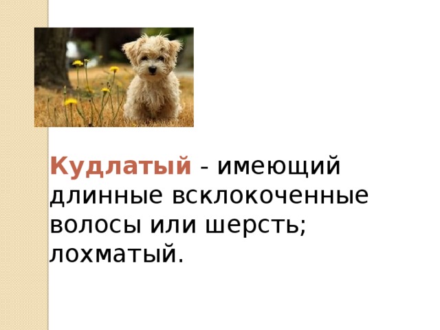 Кудлатый - имеющий длинные всклокоченные волосы или шерсть; лохматый.