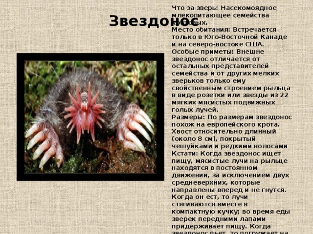 Что за зверь: Насекомоядное млекопитающее семейства кротовых.  Место обитания: Встречается только в Юго-Восточной Канаде и на северо-востоке США.  Особые приметы: Внешне звездонос отличается от остальных представителей семейства и от других мелких зверьков только ему свойственным строением рыльца в виде розетки или звезды из 22 мягких мясистых подвижных голых лучей.  Размеры: По размерам звездонос похож на европейского крота. Хвост относительно длинный (около 8 см), покрытый чешуйками и редкими волосами  Кстати: Когда звездонос ищет пищу, мясистые лучи на рыльце находятся в постоянном движении, за исключением двух средневерхних, которые направлены вперед и не гнутся. Когда он ест, то лучи стягиваются вместе в компактную кучку; во время еды зверек передними лапами придерживает пищу. Когда звездонос пьет, то погружает на 5—6 секунд в воду и рыльце, и все усы. Звездонос   