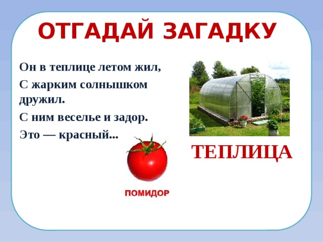 Отгадай загадку Он в теплице летом жил, С жарким солнышком дружил. С ним веселье и задор. Это — красный... ТЕПЛИЦА 