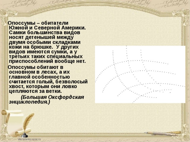  Опоссумы – обитатели Южной и Северной Америки. Самки большинства видов носят детенышей между двумя особыми складками кожи на брюшке. У других видов имеются сумки, а у третьих таких специальных приспособлений вообще нет.  Опоссумы обитают в основном в лесах, а их главной особенностью считается голый, безволосый хвост, которым они ловко цепляются за ветки.  (Большая Оксфордская  энциклопедия.) 