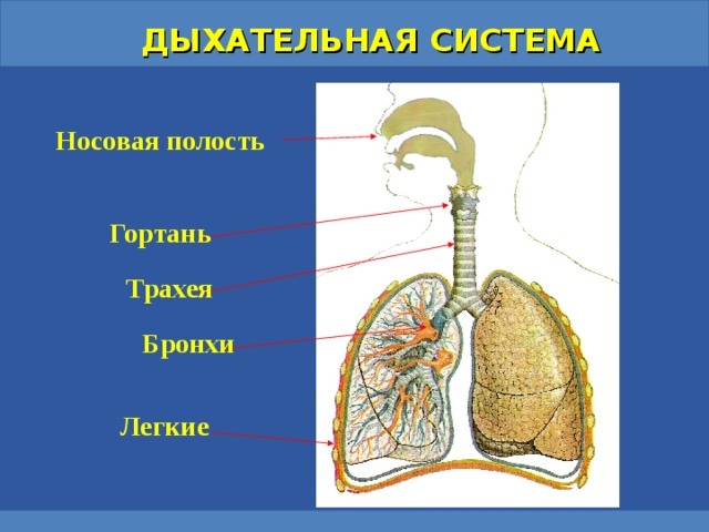 ДЫХАТЕЛЬНАЯ СИСТЕМА Носовая полость Гортань Трахея Бронхи Легкие 