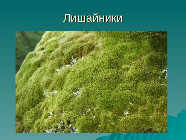Лишайники 