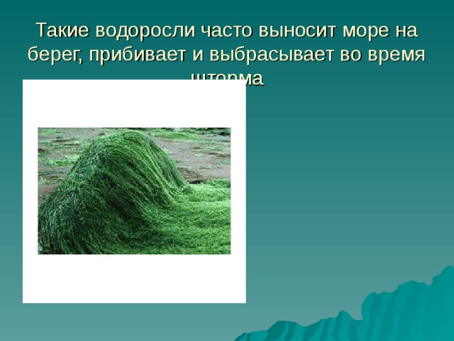 Такие водоросли часто выносит море на берег, прибивает и выбрасывает во время шторма 