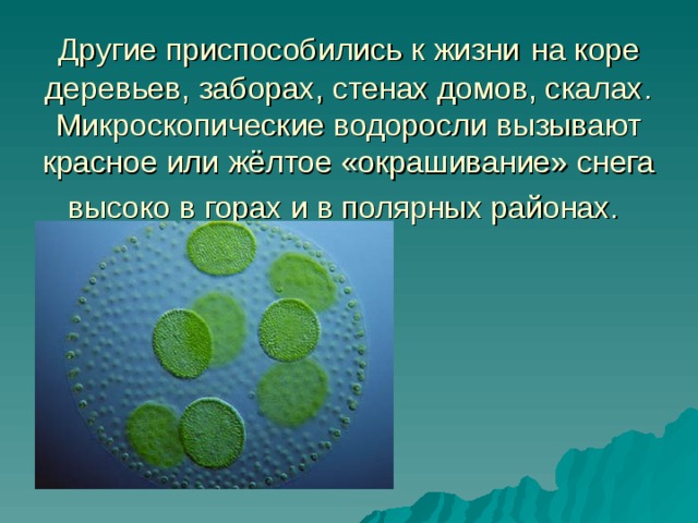 Другие приспособились к жизни  на коре деревьев, заборах, стенах домов, скалах. Микроскопические водоросли вызывают красное или жёлтое «окрашивание» снега высоко в горах и в полярных районах.  