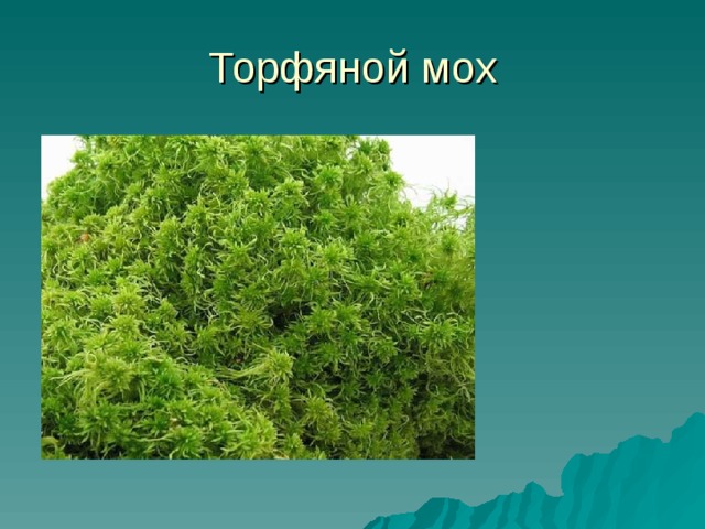 Торфяной мох 