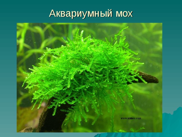 Аквариумный мох 