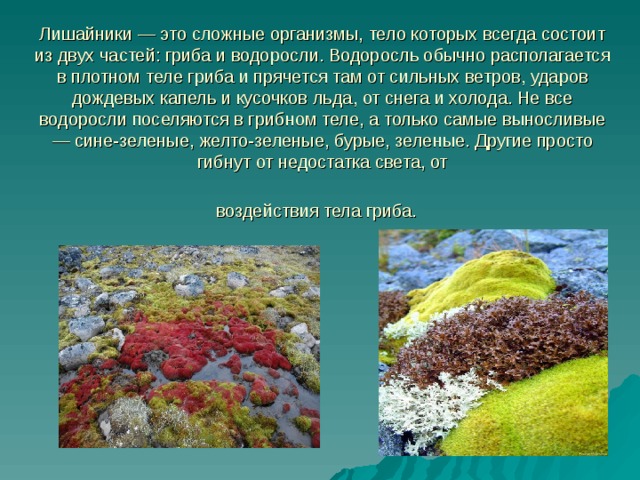 Лишайники — это сложные организмы, тело которых всегда состоит из двух частей: гриба и водоросли. Водоросль обычно располагается в плотном теле гриба и прячется там от сильных ветров, ударов дождевых капель и кусочков льда, от снега и холода. Не все водоросли поселяются в грибном теле, а только самые выносливые — сине-зеленые, желто-зеленые, бурые, зеленые. Другие просто гибнут от недостатка света, от  воздействия тела гриба.  