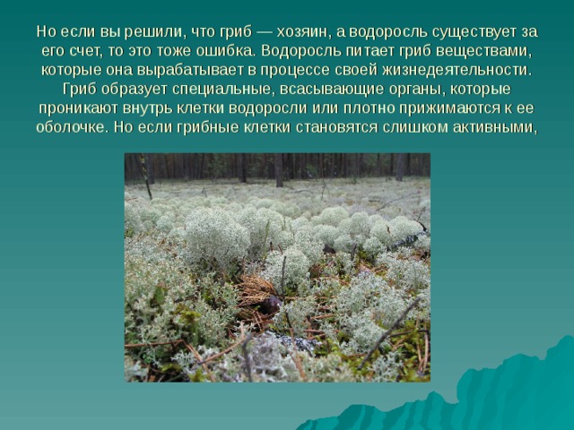 Но если вы решили, что гриб — хозяин, а водоросль существует за его счет, то это тоже ошибка. Водоросль питает гриб веществами, которые она вырабатывает в процессе своей жизнедеятельности. Гриб образует специальные, всасывающие органы, которые проникают внутрь клетки водоросли или плотно прижимаются к ее оболочке. Но если грибные клетки становятся слишком активными, водоросль погибает.  