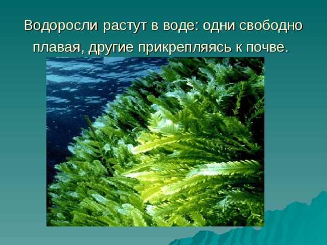 Водоросли   растут в воде: одни свободно плавая, другие прикрепляясь к почве.  