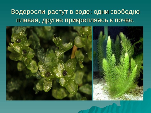 Водоросли   растут в воде: одни свободно плавая, другие прикрепляясь к почве. 