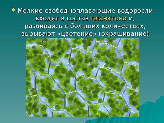   Мелкие свободноплавающие водоросли входят в состав  планктона  и, развиваясь в больших количествах, вызывают «цветение» (окрашивание) воды. 