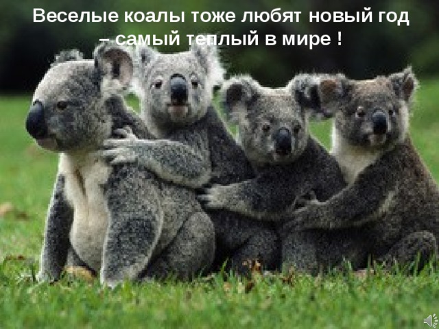 Веселые коалы тоже любят новый год – самый теплый в мире ! 