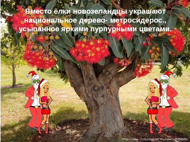 Вместо ёлки новозеландцы украшают национальное дерево- метросидерос., усыпанное яркими пурпурными цветами. 